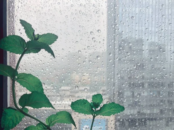 green leaves on the window