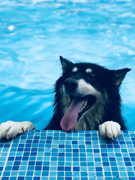 cute dog swimming in pool
