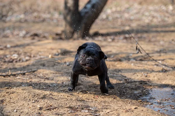 black dog in the water