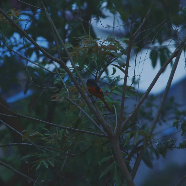 beautiful bird in the forest