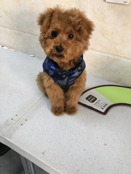 dog with a book