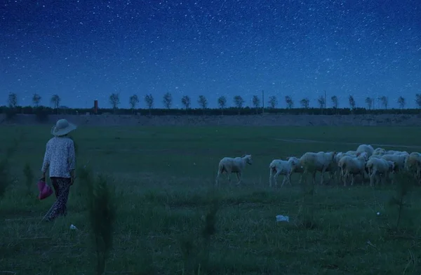 a herd of sheep in the field