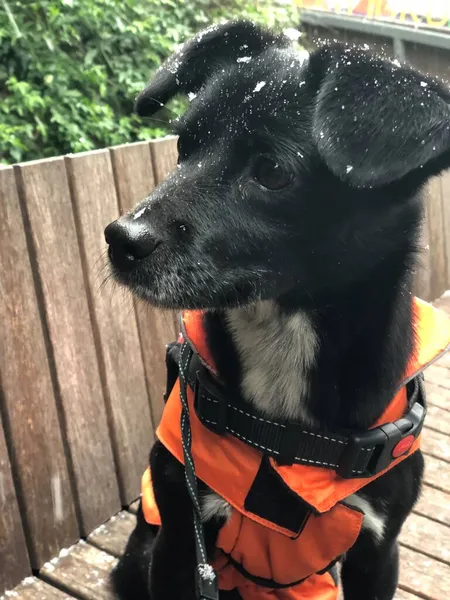 black and white dog with a bag