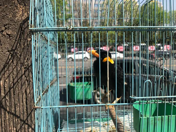 a bird cage in the zoo