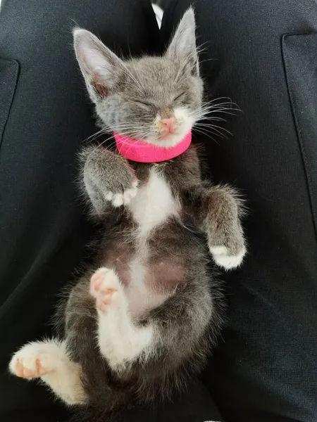 cute cat with a black and white kitten