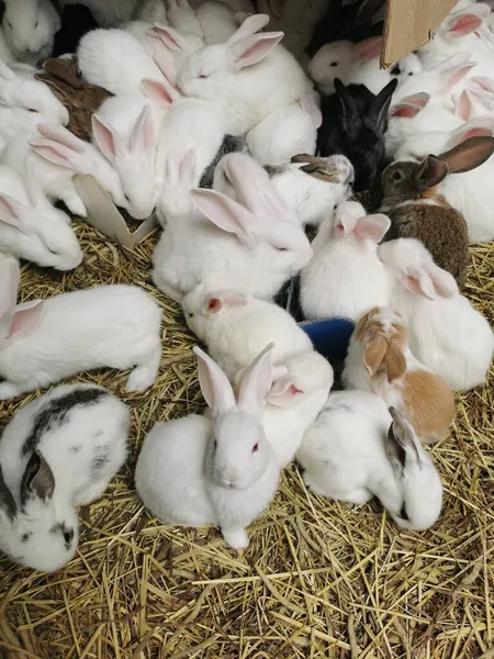 white rabbit and baby rabbits