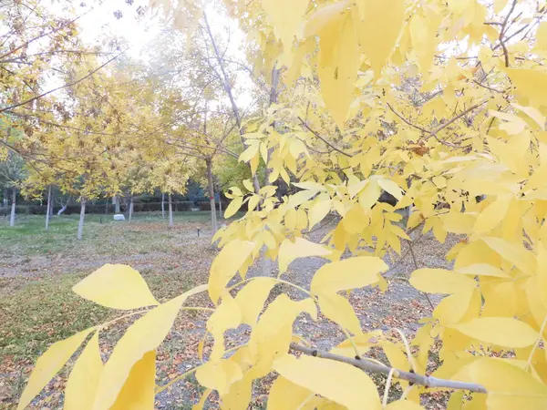 stock image autumn leaves in the park