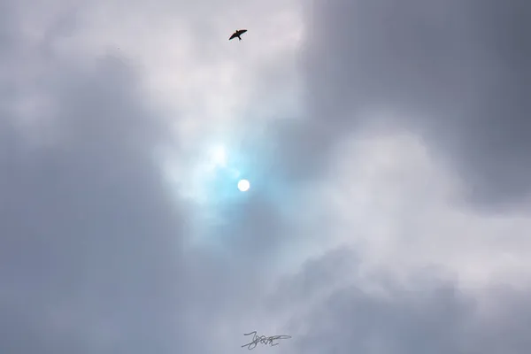 a large group of flying birds in the sky