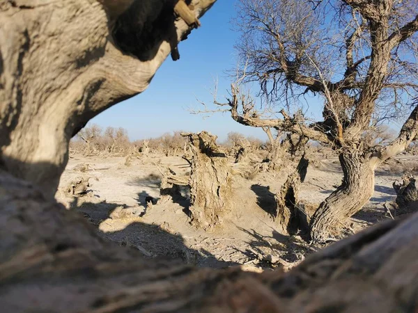 a closeup shot of a tree in the desert