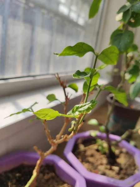 Young Seedlings Pots Greenhouse — Foto de Stock