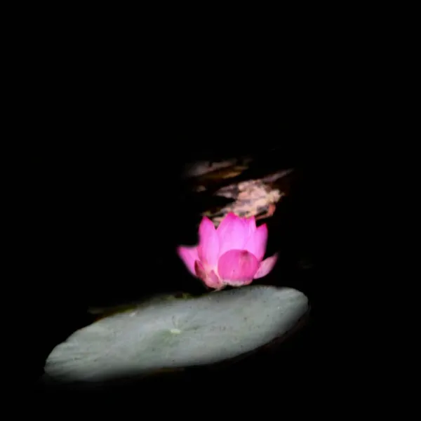 beautiful pink lotus flower on black background