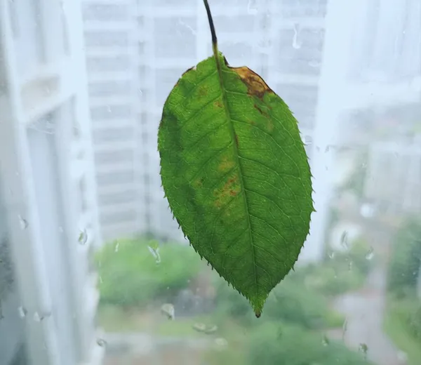 green leaves on the window