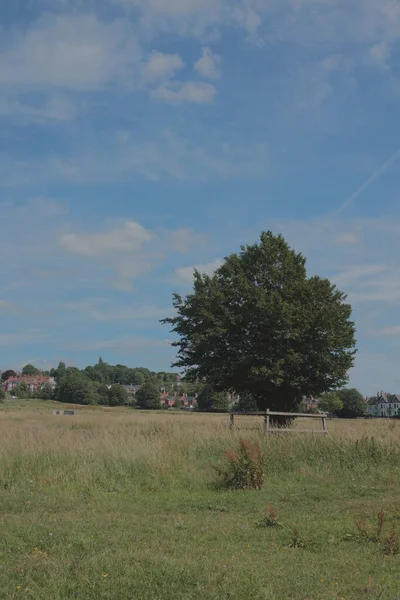 beautiful landscape with a tree and a field of trees