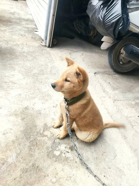 dog with a bag of dogs