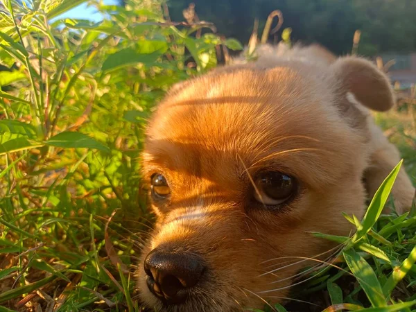 cute dog in the garden