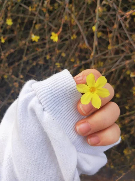 woman hands holding a flower in the park
