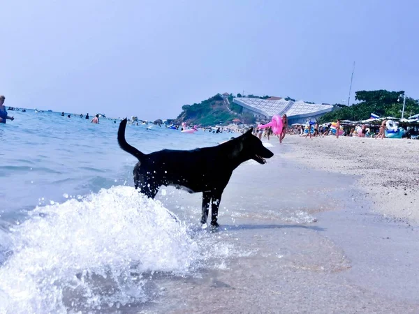 a dog in the sea