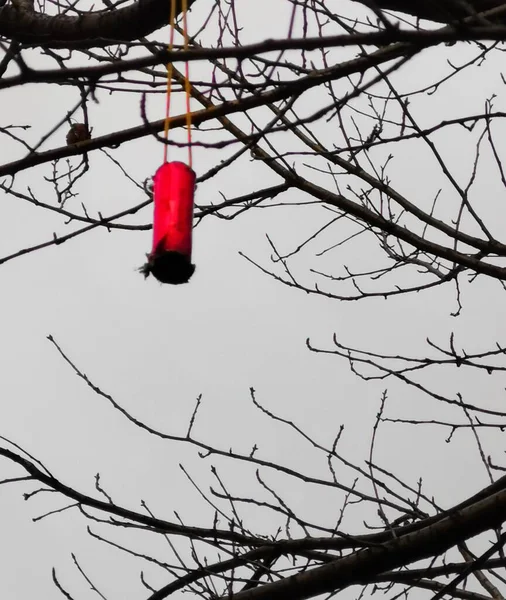 red and white lantern on a tree