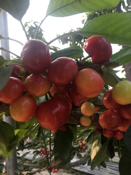 red and green tomatoes on a tree