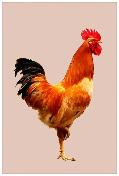 cock, chicken, hen, rooster, illustration, vector on white background.