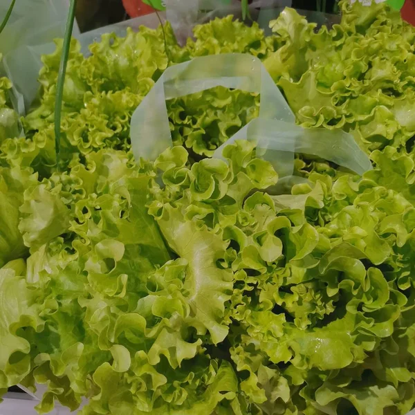 green lettuce leaves, close up