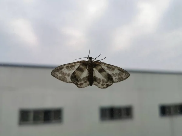beautiful butterfly on the sky
