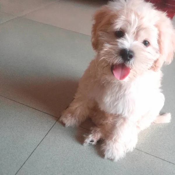 dog with a red bow tie