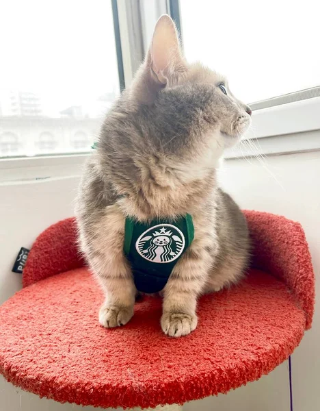 cute cat with a cup of tea