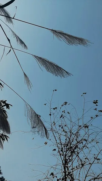 bird nest on the roof of the tree