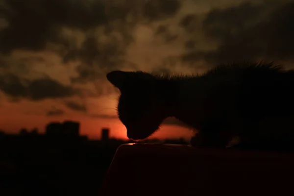 silhouette of a cat on the background of the sunset