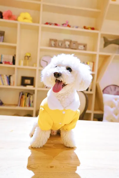 cute little dog with toy bear in the room