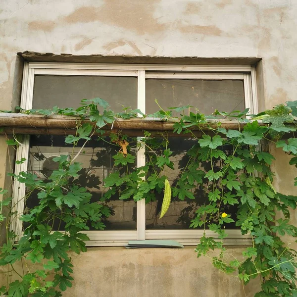 old window with a green leaves