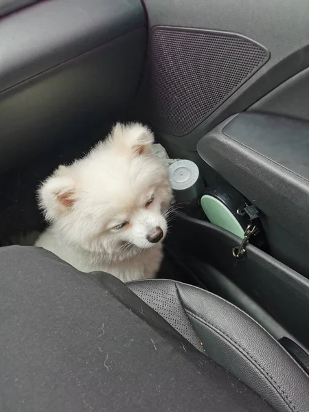 dog in the car