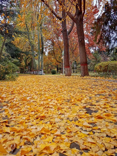 autumn landscape with colorful leaves