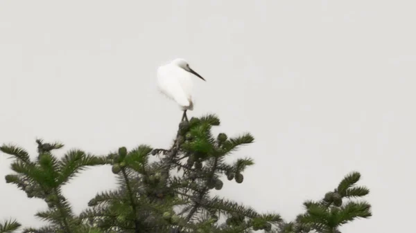 white fluffy bird on a tree