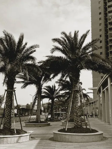 palm trees in the city of barcelona