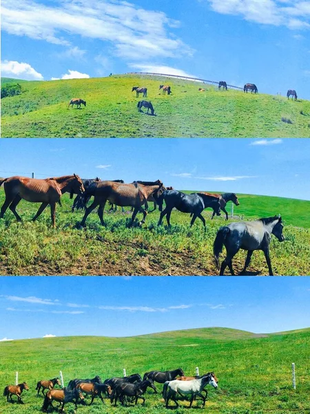 horses in the meadow