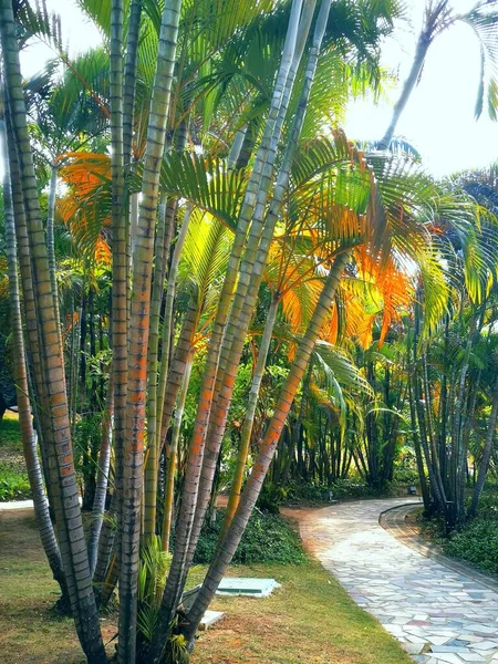 palm trees in the park