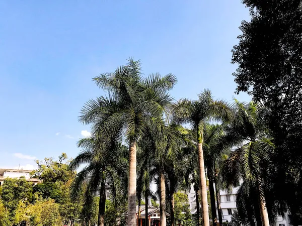 palm trees in the city of barcelona