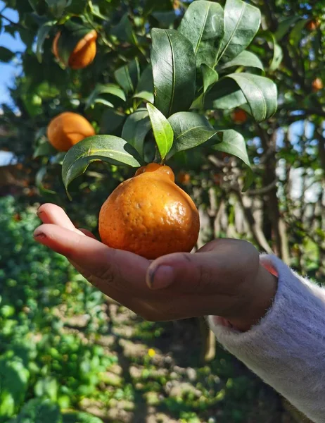 hand holding ripe tangerines with green leaves