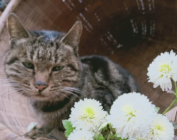 beautiful cat with flowers