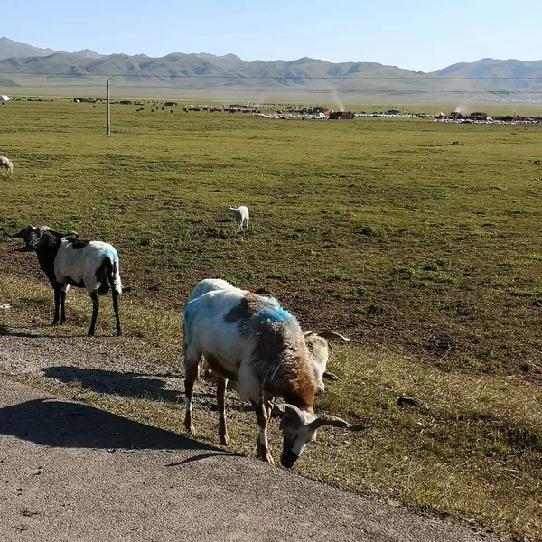 stock image a herd of sheep grazing in the mountains