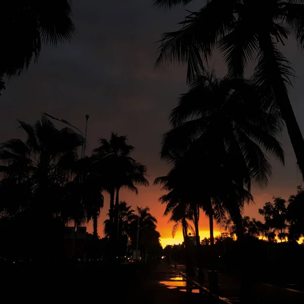 palm trees at sunset, california, usa