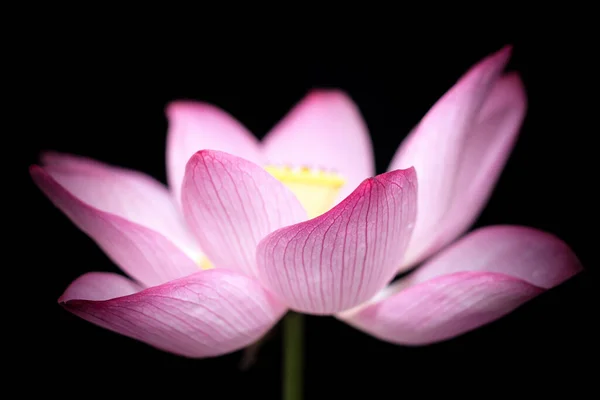 pink lotus flower on black background