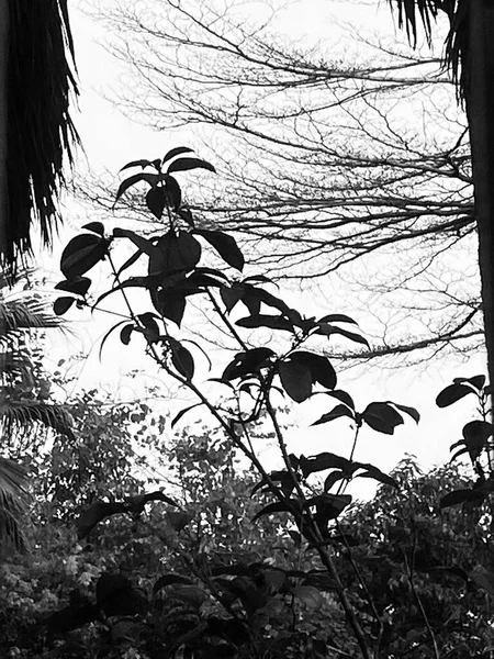 black and white photo of a tree in the forest