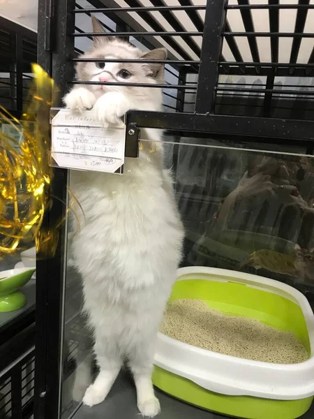 cat with a glass of milk