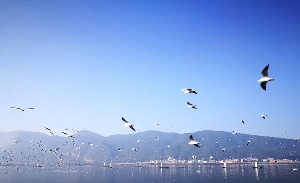 stock image seagulls flying in the sky