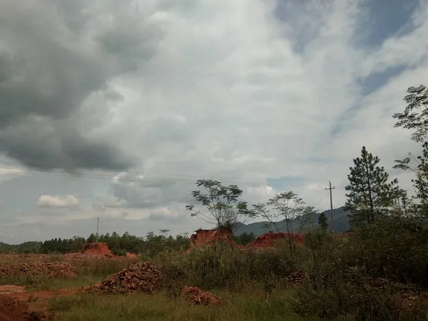 beautiful landscape with a tree and a field of trees