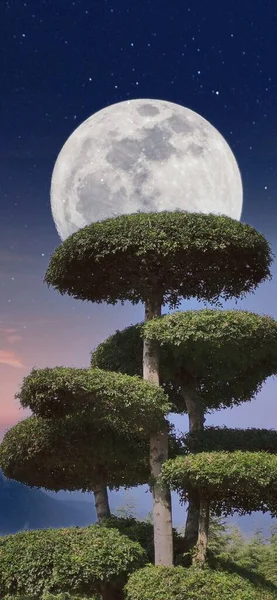 moon and trees in the park