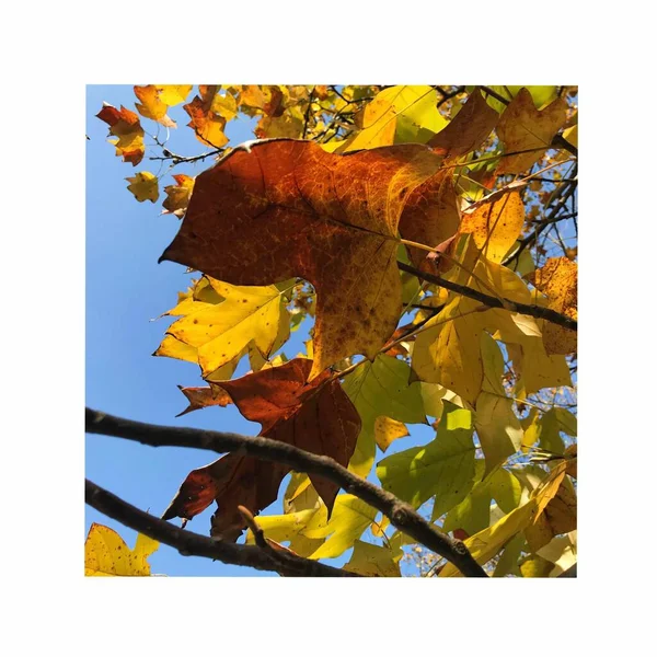 autumn leaves on a white background